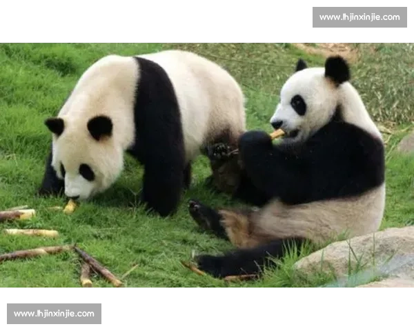 墨西哥为 35 岁大熊猫 “欣欣” 庆生 海外最长寿 “友谊大使” 迎百岁华诞