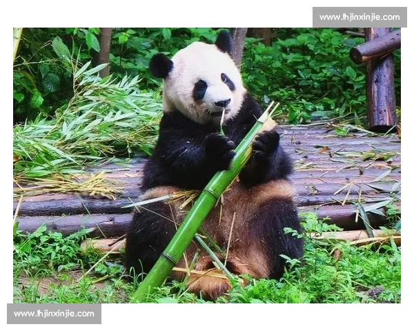 墨西哥为 35 岁大熊猫 “欣欣” 庆生 海外最长寿 “友谊大使” 迎百岁华诞