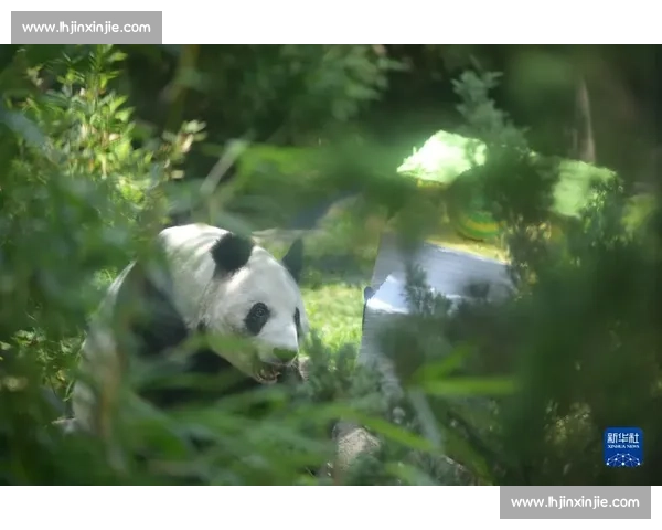 墨西哥为 35 岁大熊猫 “欣欣” 庆生 海外最长寿 “友谊大使” 迎百岁华诞 墨西哥为 35 岁大熊猫 “欣欣” 庆生 海外最长寿 “友谊大使” 迎百岁华诞